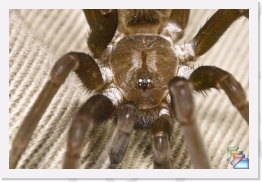 Trap Door Spider * Trap Door Spider * (15 Slides)